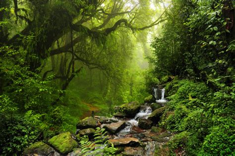 亚马逊热带雨林风景桌面壁纸-壁纸图片大全