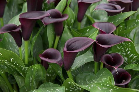 Calla Lily Care House Plant