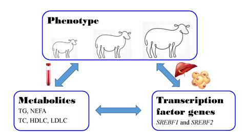 Regulatory Roles of SREBF1 and SREBF2 in Lipid Metabolism and ...