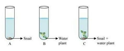 Three tubes (A, B and C) As shown in the figure, were left in sunlight ...