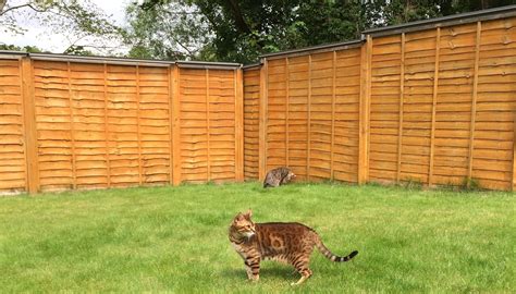 Oscillot® Proprietary Ltd | Spinning Paddle Cat-Proof Fence System