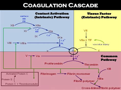 PPT - Bleeding Disorders: Hemostasis Made Easy PowerPoint Presentation ...