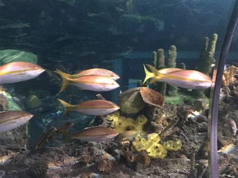 Ripley's Aquarium of the Smokies (Gatlinburg) - 2020 What to Know ...