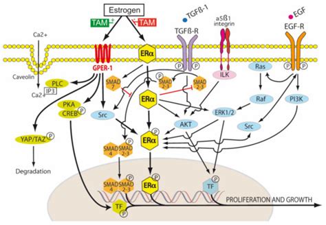 Reprogramming of Mesothelial-Mesenchymal Transition in Chronic ...