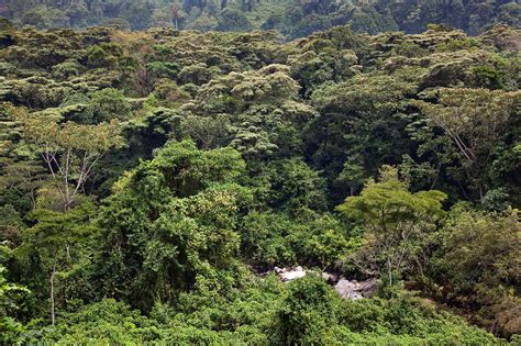 Tropical Rainforests Climate