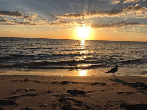 Silver Sands Beach Resort Beach: Pictures & Reviews - Tripadvisor