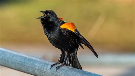 Black and orange bird on gray concrete fence during daytime photo ...