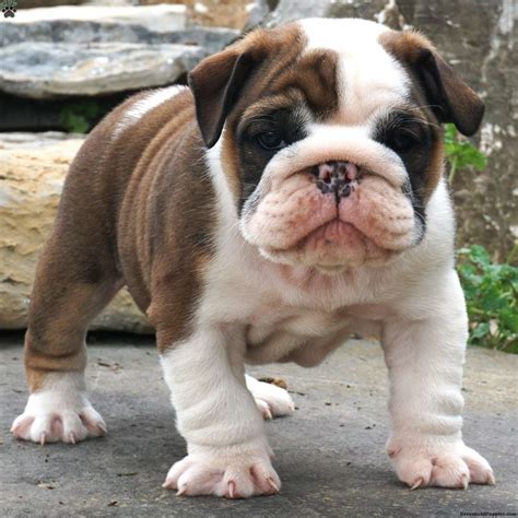 Blue English Bulldogs Puppies