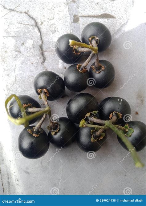 Ripe Ranti or Lenca Fruit is Blackish Purple in Color Stock Photo ...