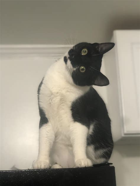 Why Is My Cat Tilting Its Head at Eunice King blog