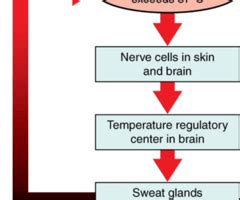 Negative Feedback Loop Diagram | Quizlet