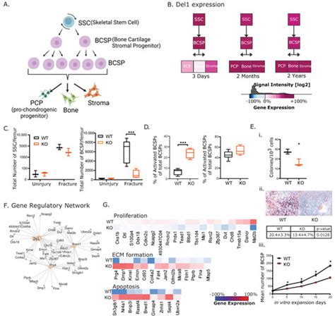 Bone-Related Diseases: From Molecular Mechanisms to Therapy Development