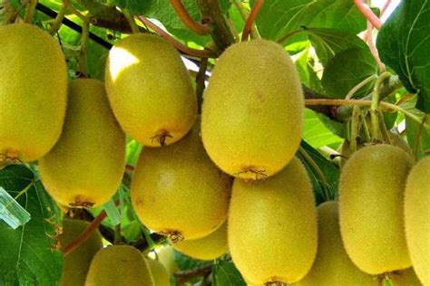 弥猴桃的种植技术-农百科