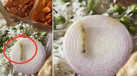 WATCH: MP Customer Receives 'Caterpillar' With Special Thali; Expresses ...