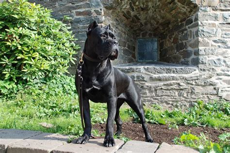 Cane Corso Mastiff 的图像结果