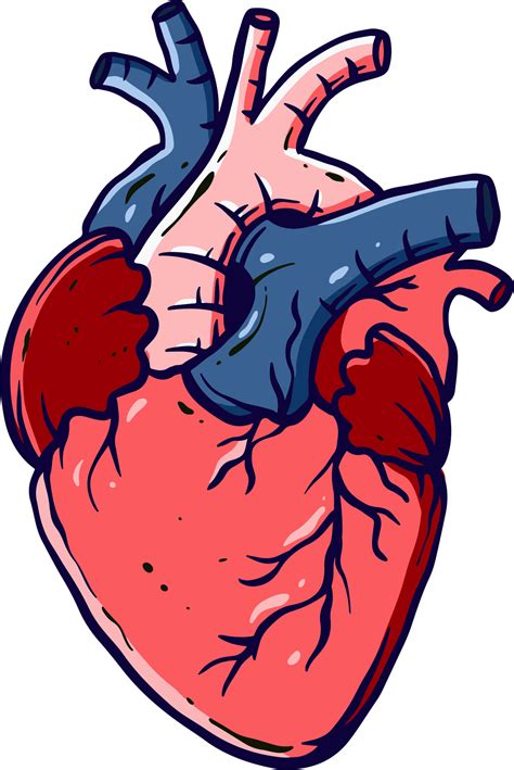 detailed and colored illustrations of the human heart for medicine and biology learning 12895926 PNG