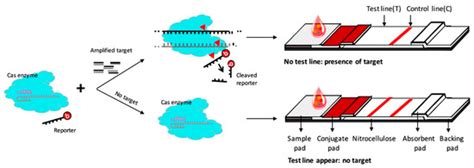 Biosensors | Special Issue : Biosensors for Body Fluid Analysis