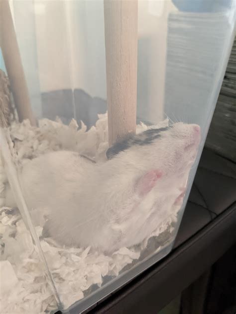 Weird sleeping positions! Post yours : r/hamsters