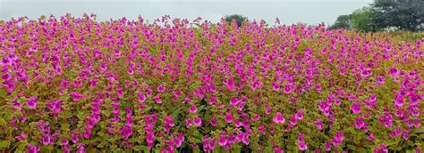 Kas Plateau Committee Website