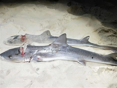 Best Gummy Shark Bait In Australia - Fishing Outlet