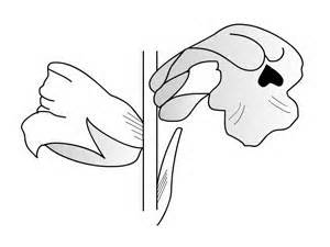 Glossary-B-basal,biennial,Bigeneric,Botryoid,Bract,Bracteole,Bulbil