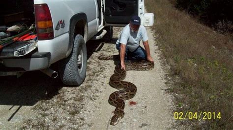 Image result for Python Kills Florida