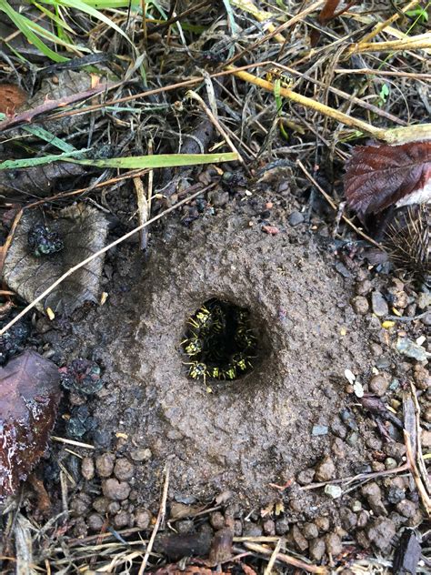 Cascadia Venom Collection