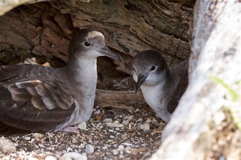 Image result for Zero Waste Japan