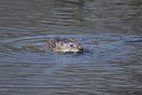 Image result for Muskrat Hunting