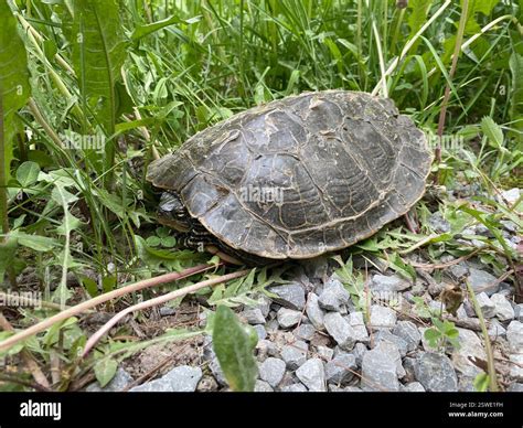 Northern Map Turtle (Graptemys geographica), Reptilia, Peterborough, CA ...