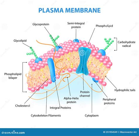 Cell Membrane Anatomy stock vector. Illustration of collection - 251954549