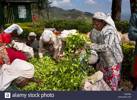 Newburgh Green Tea Factory , ella, Sri Lanka - Top Attractions, Things ...