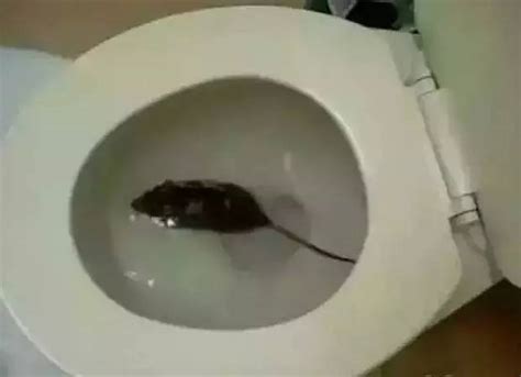 可怕，老鼠能从下水道钻进马桶再跑到你家里_游泳