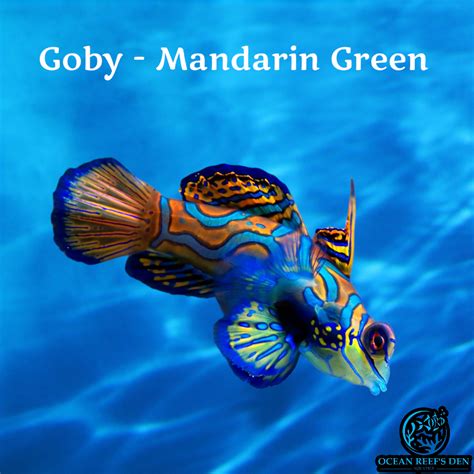 Goby - Mandarin Green – Ocean Reef's Den Aquatics / ORD Aquatics