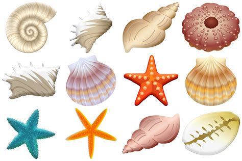 Free Clip Art Of Sea Shells, Download Free Clip Art Of Sea Shells png ...