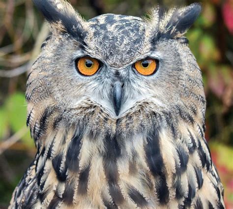Raptor Weekend 2025, Audubon Society of Rhode Island Nature Center and ...