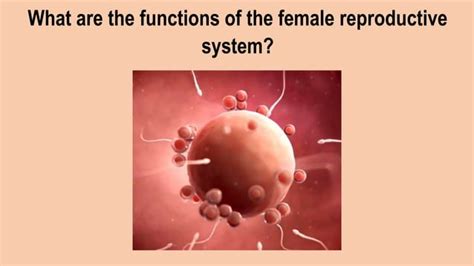 Image result for Reproductive System Grade 10