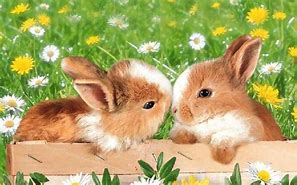 Image result for Two Bunnies with Flowers