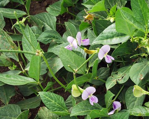 Cowpea " Jyothika " Exotic 20 Vegetable Seeds – Floral Treasure