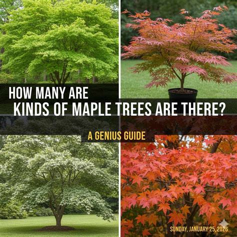 How Many Kinds of Maple Trees Are There A Genius Guide – Woodworking Advisor