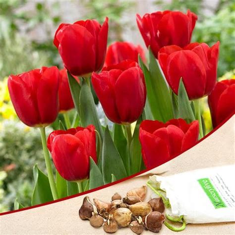 Buy Tulip Flower Bulbs online from Nurserylive at lowest price.