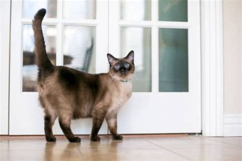 Cat Price in India 2026 – Breed Cost & Monthly Expenses – Wrapinfur