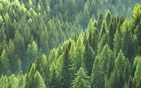 Pine Tree Problems 的图像结果