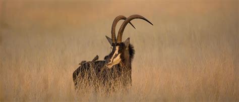 Zambian Sable Antelope