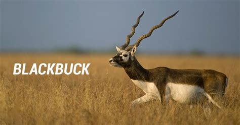 11 Vulnerable Species In India That Need Our Attention