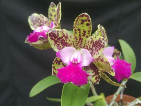 Cattleya Green Emerald 'Queen' - corsage orchid | Lewis Ginter ...