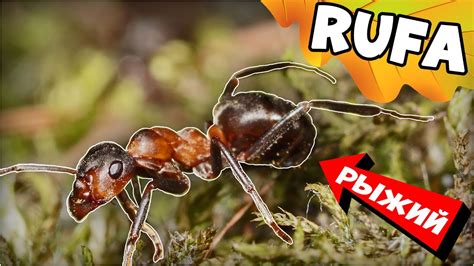 Рыжий лесной муравей Formica Rufa - Санитар леса - YouTube