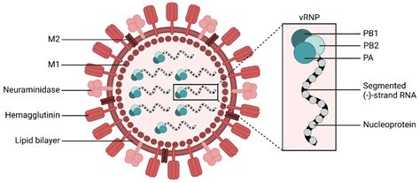 Antiviral Potential of Natural Resources against Influenza Virus Infections