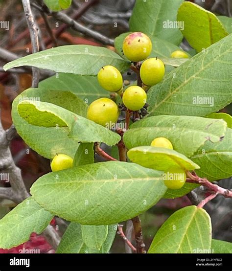 Toyon (Heteromeles arbutifolia Stock Photo - Alamy