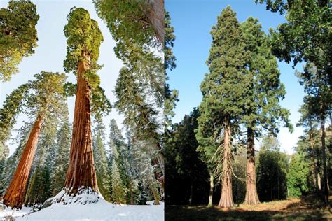 Giant Sequoia vs. Coast Redwood | Plantly